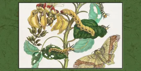 etching of moths on a plant