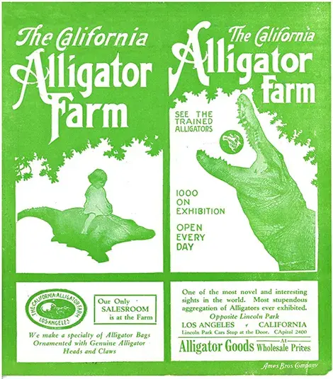 green and white ad for the CA Alligator farm