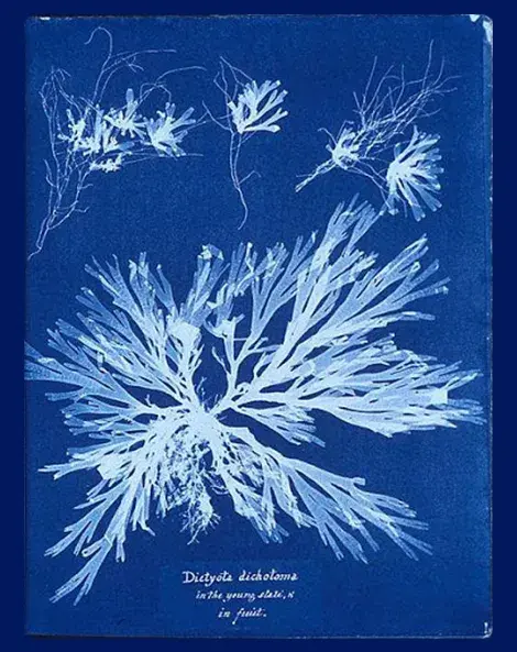 Anna Atkins cyanotype