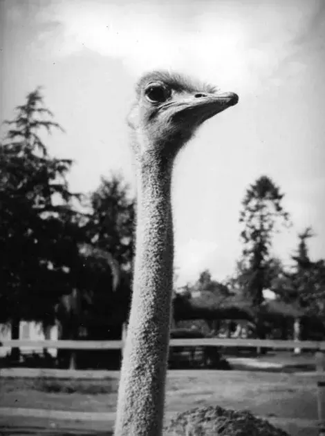 close up of an ostrich