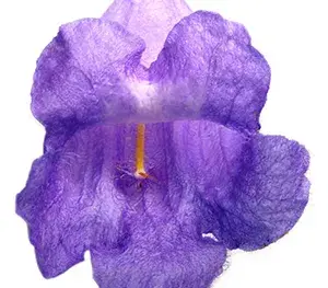 close up of a jacaranda bloom