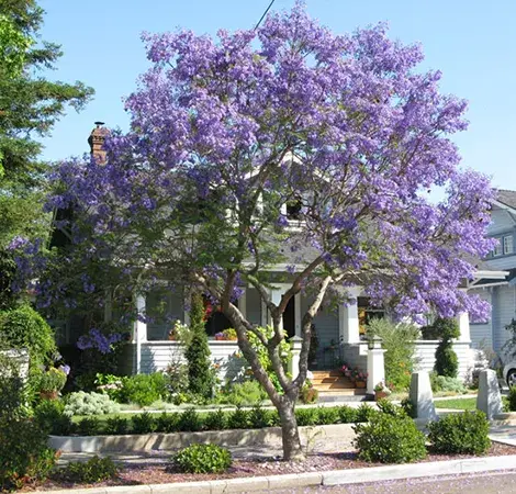 stree full of Jacaranda blooms