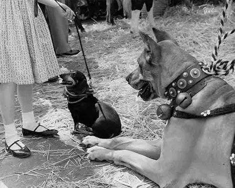 two different sized dogs at the Blessing of the Animals