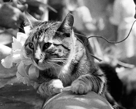 cat from El Pueblo Monument Photo Collection