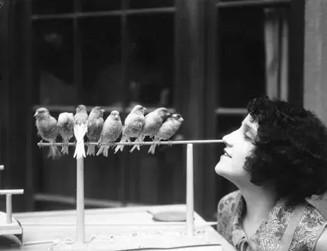Parakeets on a wire