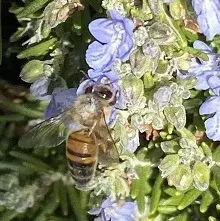 honeybee on a flower