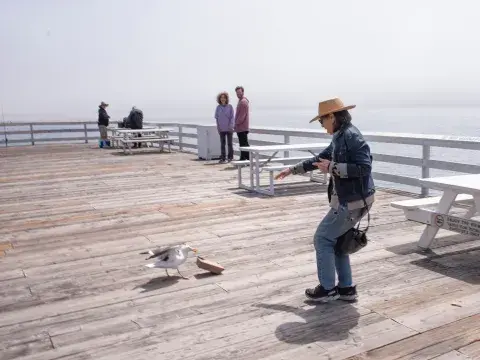 Boobi vs seagull
