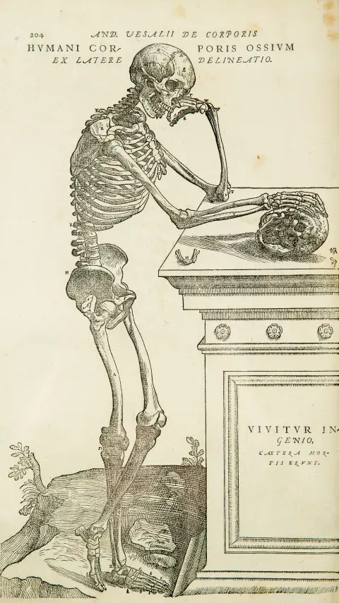 Anatomy of standing human (from Andreas Vesalius