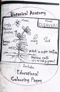 Botanical Anatomy 