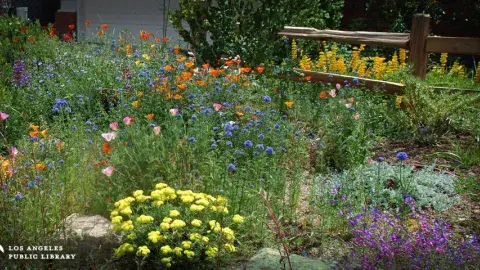 California native garden