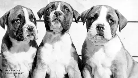 Boxer pups