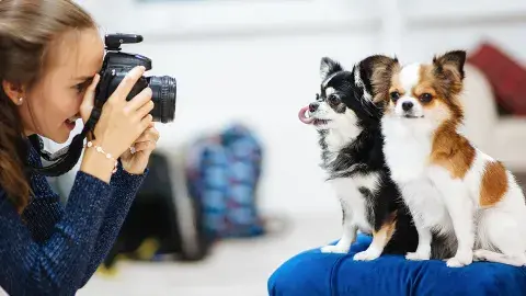 Young person taking a picture of two cute dogs.