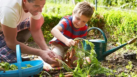 Father and son harvesting their vegetables from their garden.