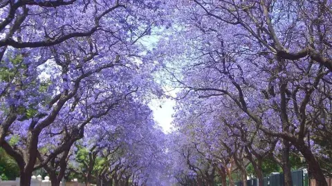 Tree-lined street with Jacarandas