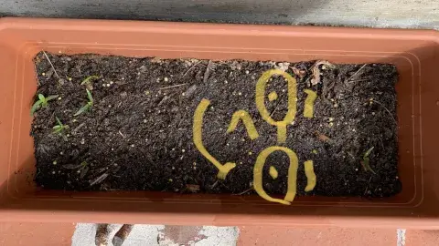 small garden planter with a smiley face drawn on