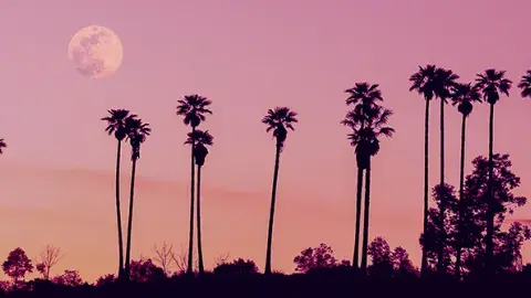 A pink moon amongst the palm trees