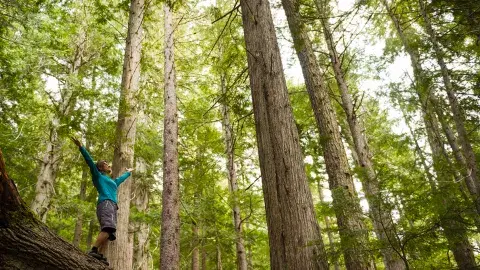 Happy person with arms raised among the trees