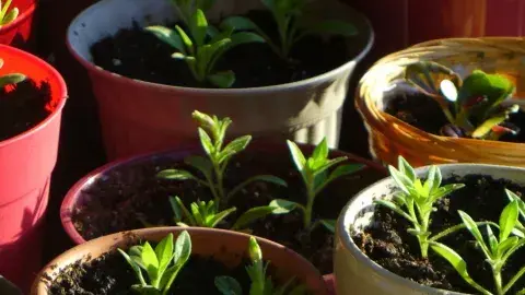new shoots growing in pots