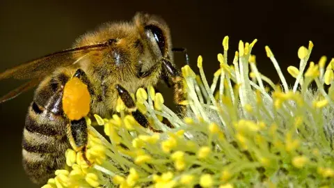 close up of a bee with large sac of pollin on a flower