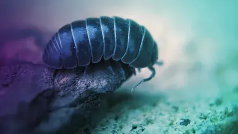 close up of a roly-poly