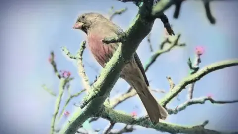 hand tinted bird photo