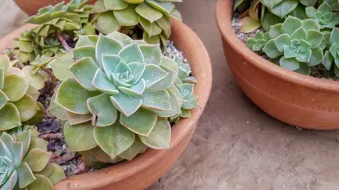 succulents in pots