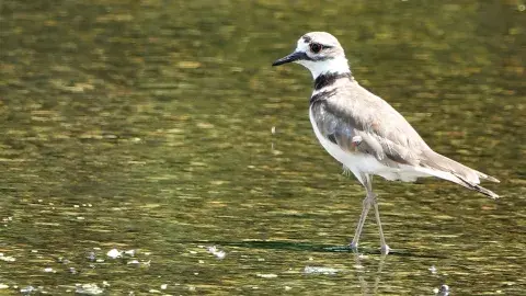 Bird on water