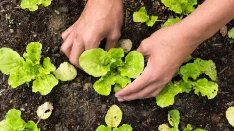 Hands planting green seedlings in dirt