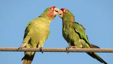 2 wild parrots