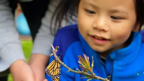 Child looking at a monarch butterfly on a stick.
