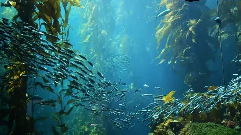 Kelp forest ecosystem