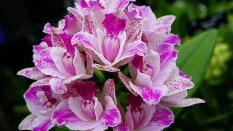 orchids