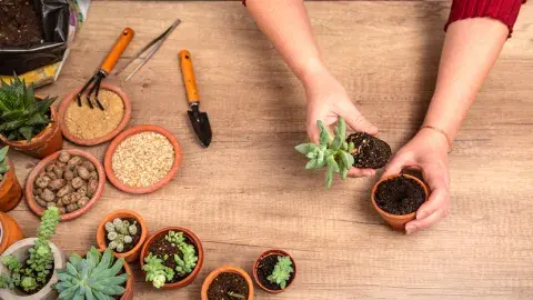 A pair of hands potting a succulent on a wood table.