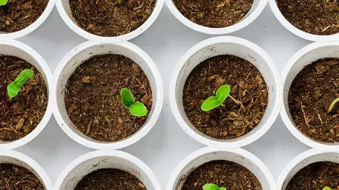 budding plants in soil pots
