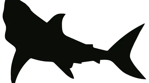 shark silhouette