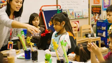 Children doing science with celery in a classroom setting