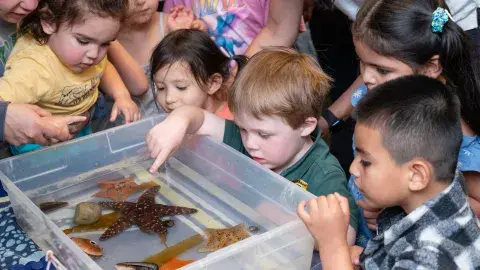 A group of children surround a shallow bin filled with water which holds starfish and other marine animals.