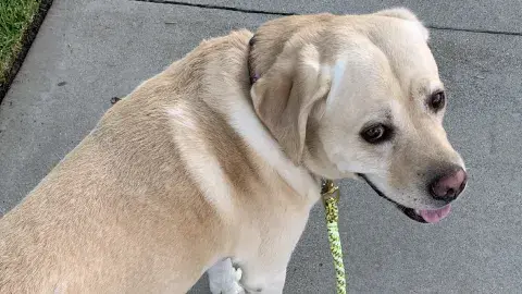 Grant, a yellow labrador dog.