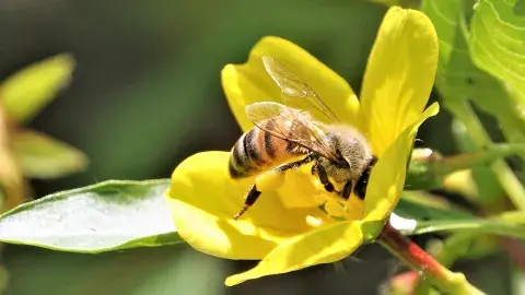 A bee in a yellow flower
