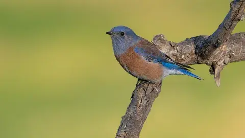 Western Bluebird