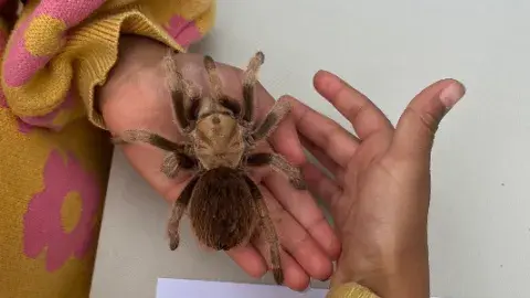 Close up of a child holding a spider. 