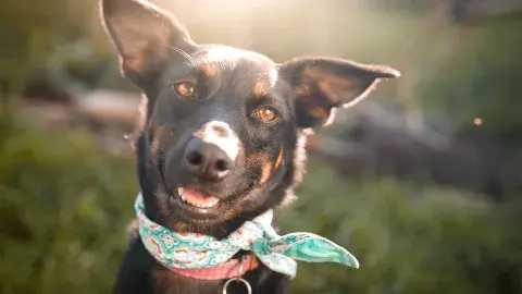A black dog wearing a bandana scarf looks into the camera