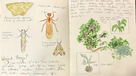 A two-page spread from a nature journal showing several insects and a tree.