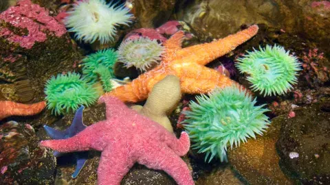 Live tidepool animals