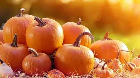 Pumpkins displayed against a sunny background