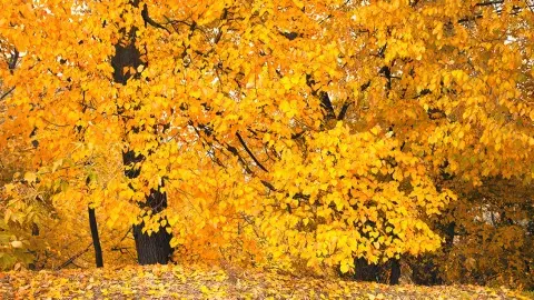 Autumn leaves, golden leaves on the ground at the park