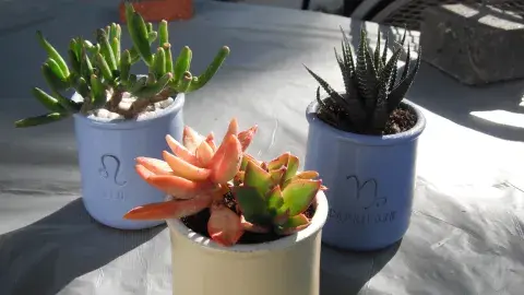 succulents in jars