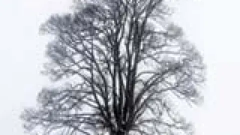 Dark Carols: A Christmas Cycle (World Premiere)