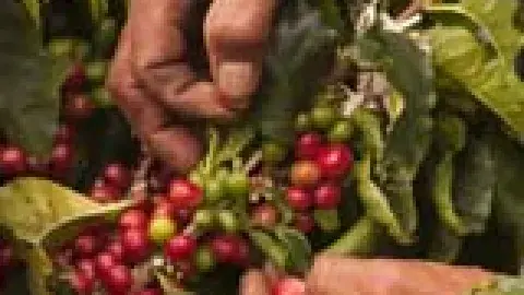 hands harvesting coffee beans