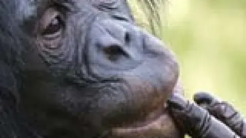 a bonobo with its fingers to its lips